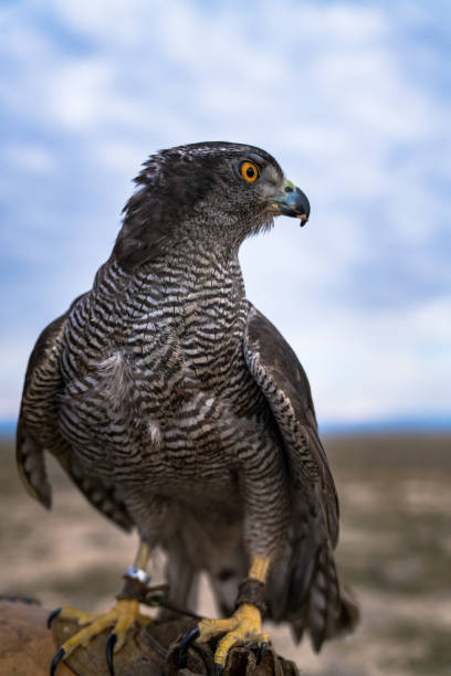 Goshawk Nature, Dogan, Photography art, Southern Hawk galapagos hawk stock pictures, royalty-free photos & images