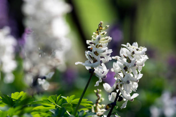 istock Corydalis cava early spring wild forest flowers in bloom, white flowering ground beautiful small plants with 1199085670