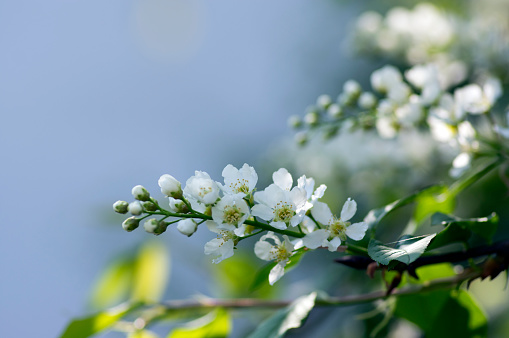 Prunus padus bird cherry tree blooming during spring, group of small white flowers and green leaves on branches, macro detail view
