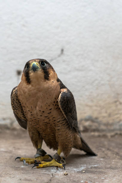 istock Peregrine Falcon 1199086465