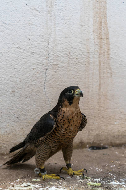 istock Peregrine Falcon 1199086568