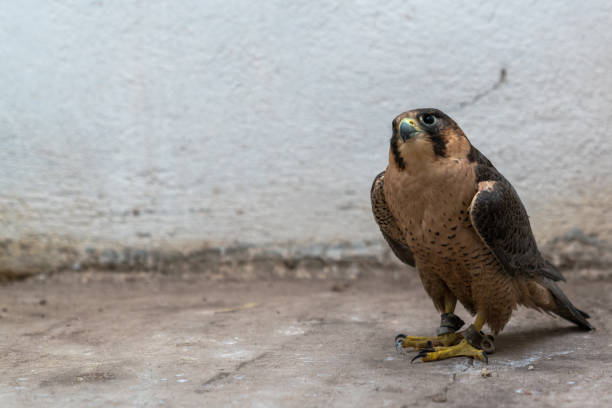 istock Peregrine Falcon 1199086707