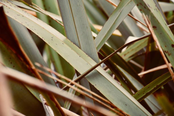 istock Harakeke or New Zealand Flax Leaves Background 1199086708