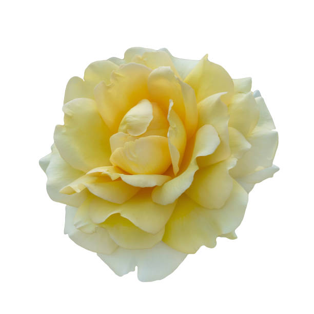 istock Yellow rose isolated on a white background close-up. 1199087755