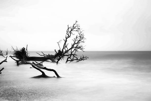 istock Driftwood at high tide at Botany Bay SC 1199089250