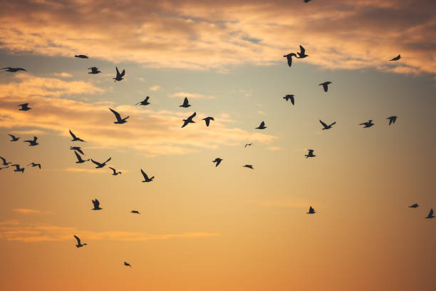 istock Flying seagulls over the sea on sunrise 1199089580