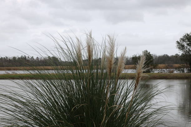 istock Reed grass in the low country SC 1199090628