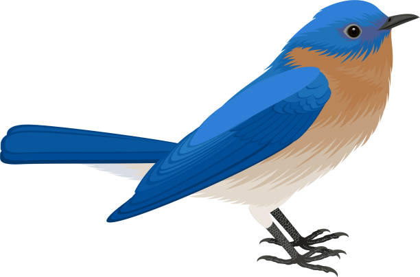 ilustrações de stock, clip art, desenhos animados e ícones de vector eastern bluebird (sialia sialis) - tit