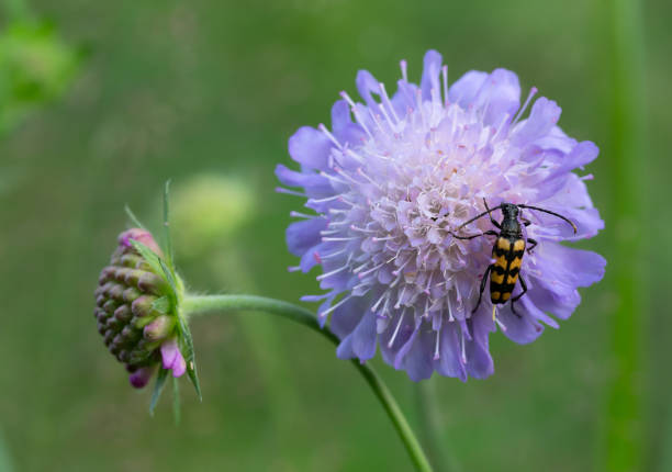 besouro de chifre longo, leptura quadrifasciata alimentando-se em campo scabious, knautia arvensis - long horn - fotografias e filmes do acervo