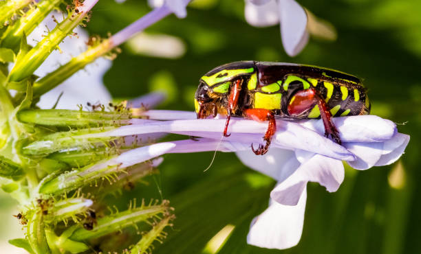 istock A green fiddler Beetle on flowers 1199093924