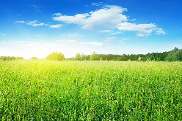 istock Field of grass on sunny day. 119909410