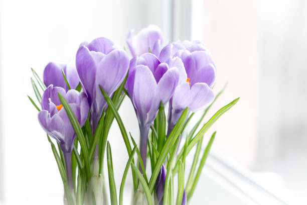 istock A delicate bouquet of crocuses bloomed on the windowsill. Close-up, selective focus 1199094849