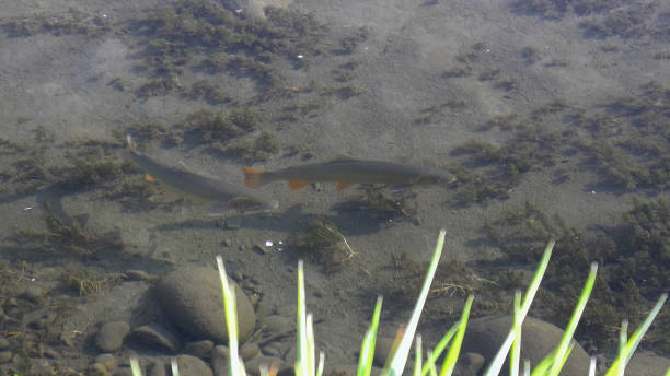 zwei geschnittenkehlchenforellen in einem bach im grand teton park - cutthroat trout stock-fotos und bilder