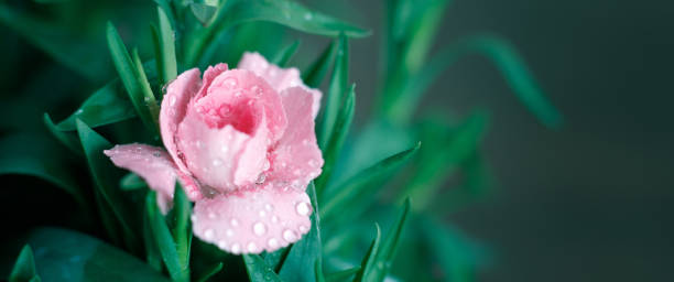 istock Blooming pink carnation with drops of dew. Macro shooting, selective focus. One flower 1199095267
