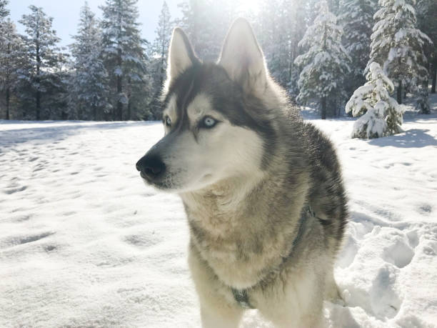 el siberiano husky corre salvaje en la belleza invernal de california - motivation passion cold inspiration fotografías e imágenes de stock