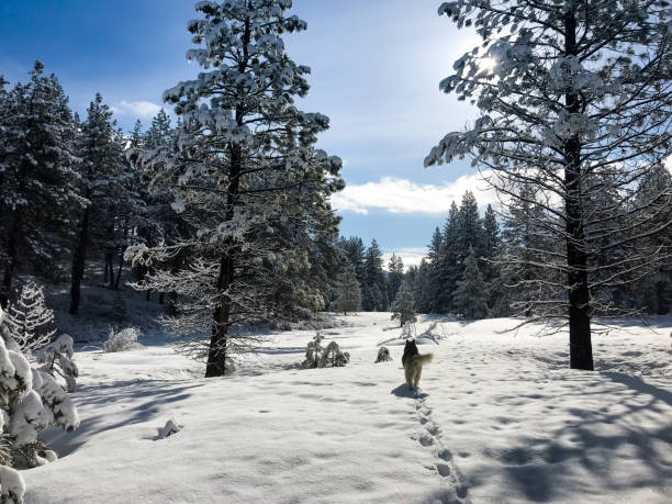 siberian husky corre selvaggio nella bellezza invernale della california - inspiration cold motivation passion foto e immagini stock