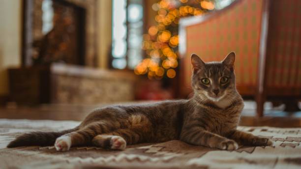 istock Christmas Cat in Cabin 1199099810