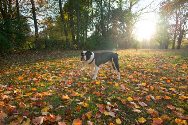 istock English Bulldog at Sunset 1199099834