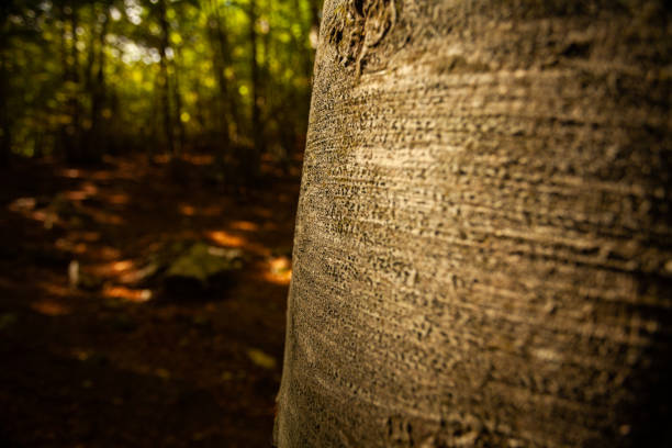 A forest in Abruzzo, Italy