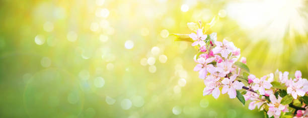 Spring apple blossoms Spring apple blossoms on blurred green background apple tree photos stock pictures, royalty-free photos & images