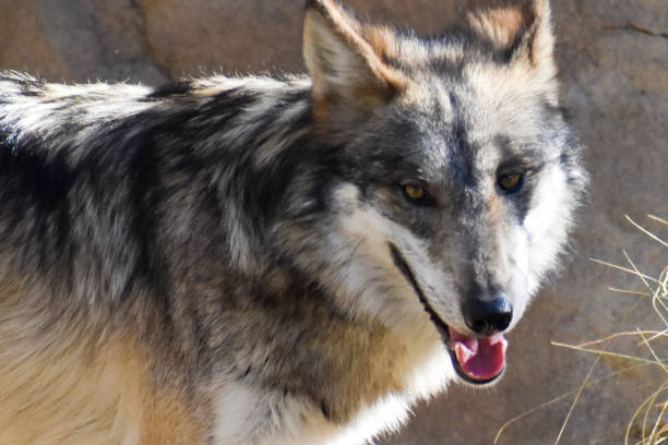 istock Stunning close up Hybrid Wolf (Canis Lupus) 1199100405