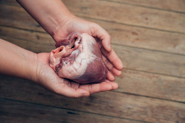 corazón (corazón de cerdo) en la mano para el concepto de cardiología - anatomy animal vein blood human artery fotografías e imágenes de stock