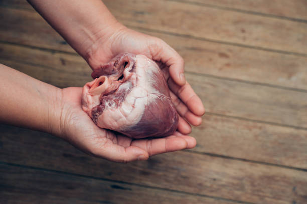 heart (pig heart) in hand for cardiology concept - anatomy blood animal vein human artery imagens e fotografias de stock