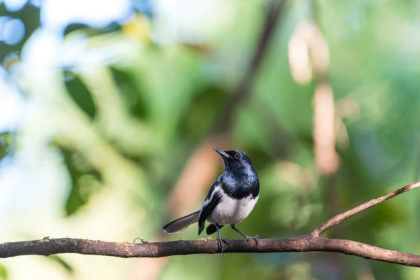 istock Bird (Oriental magpie-robin) in a nature wild 1199101619