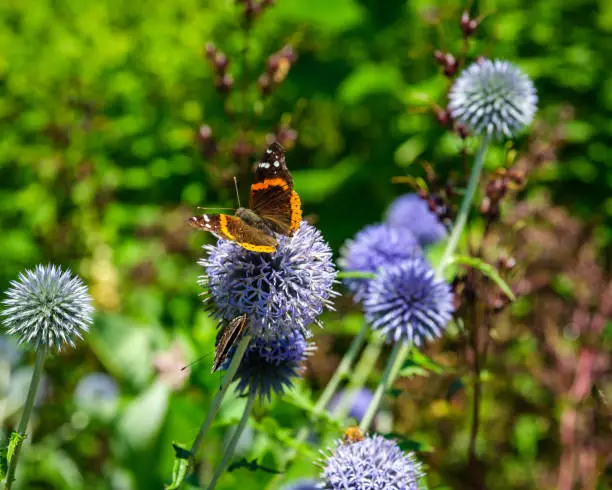 Close up of two Red Admiral Butterflies on top of a blue Globe Thistle, one with it's wings open wide