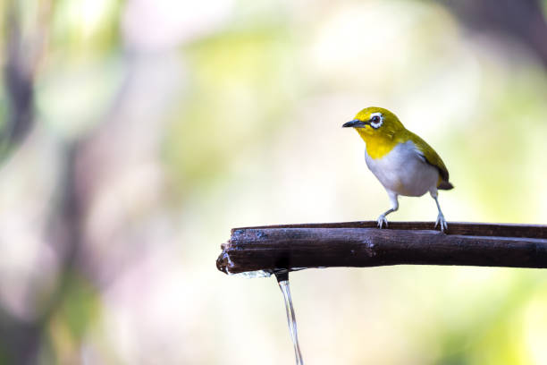istock Bird (Swinhoe