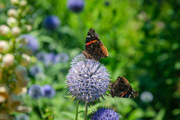 istock Close up of two Red Admiral Butterflies facing feeding on the same globe thistle flower 1199101843