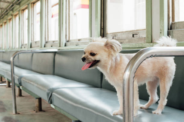 istock Dog so cute inside a railway train wait for travel 1199101858