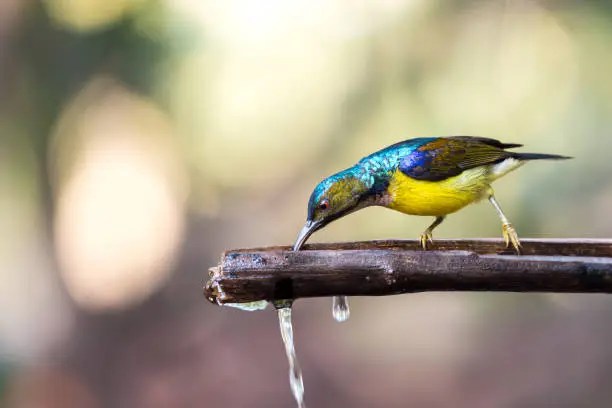 Bird (Brown-throated sunbird, Plain-throated sunbird) male has iridescent green and purple upperparts with chestnut on wing-coverts and scapulars primarily yellow perched on tree in the nature wild