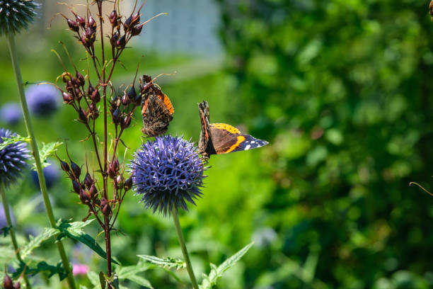 Close up of a silver-washed fritillary (Argynnis paphia) butterfly on a purple thistle flowerhead. The largest Central European fritillary butterfly has bright orange upper wings with brown spots.