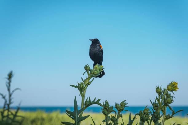 istock Red-winged blackbird facing left, perched atop a sunflower plant set against a bright blue sky 1199101903
