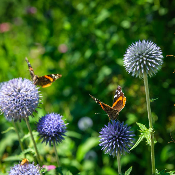 Two Butterflies with wings spread on top of Globe Thistle