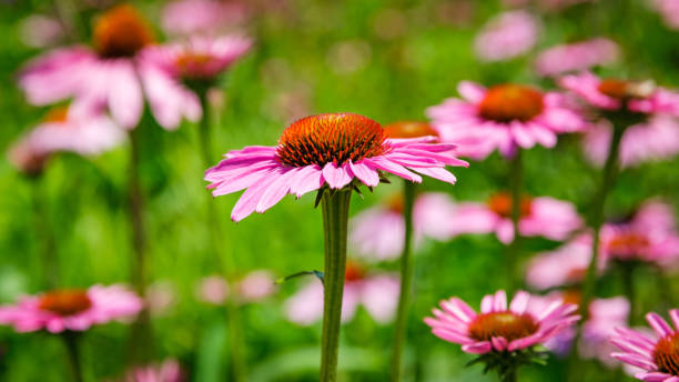 istock Close up of a pink coneflower 1199101930