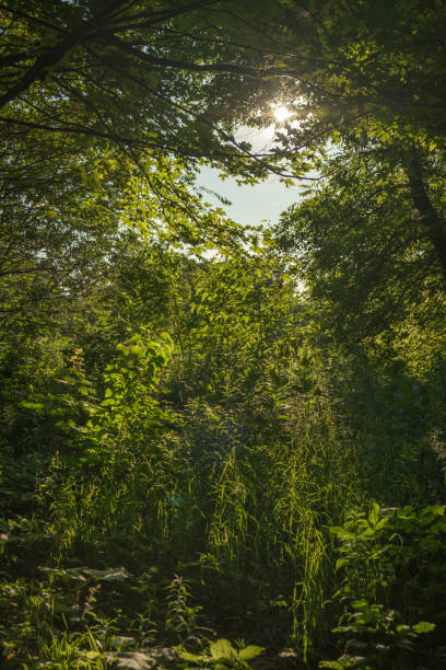 istock Sunlight coming through the top of trees 1199101938