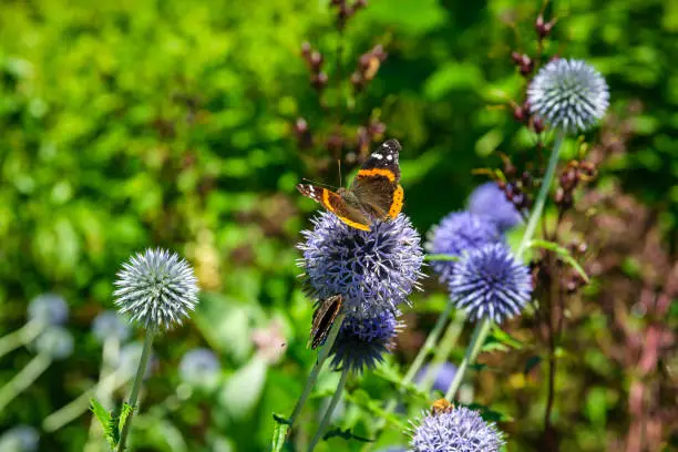 Two Red Admiral Butterflies on top of a blue Globe Thistle, one with it's wings open wide
