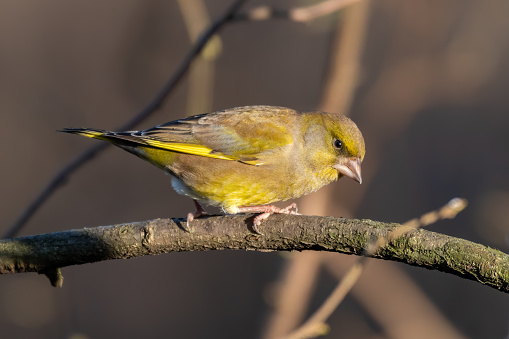 Green Finch Perched on a Branch