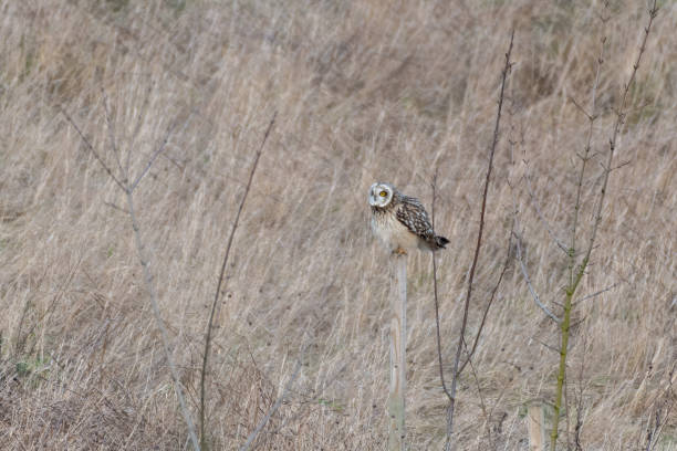 istock Short Eared Owl perched on a Wooden Pole 1199102341