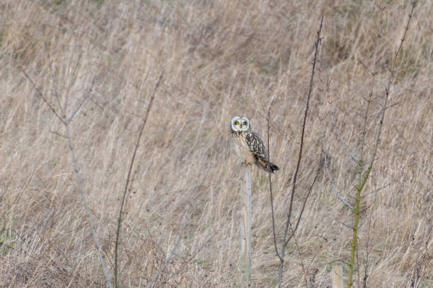 istock Short Eared Owl perched on a Wooden Pole 1199102346