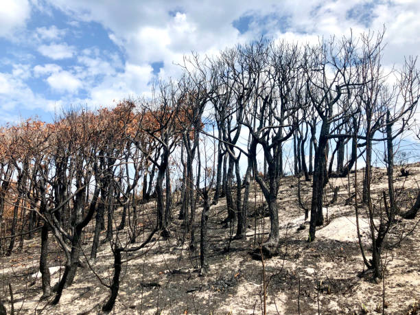 istock Burnt NSW Coastal Forest After the Bushfires 1199102414