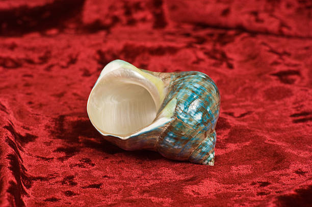 istock Sea shell or red velvet 119910269