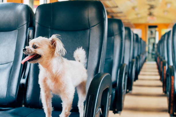 istock Dog so cute inside a railway train wait for travel 1199103122