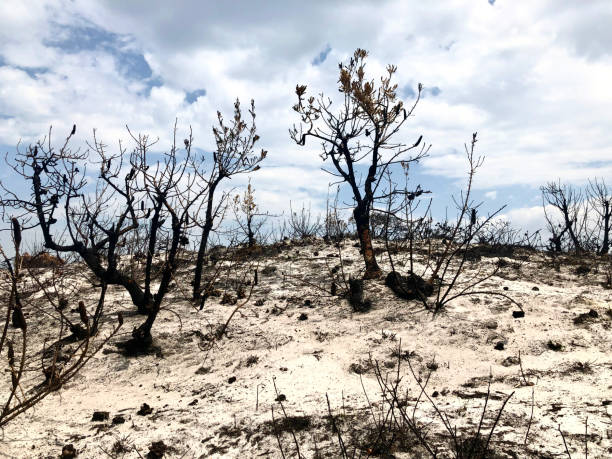 istock Burnt NSW Coastal Forest After the Bushfires 1199103138