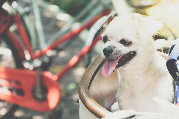 istock Dog so cute on bicycle basket wait for travel 1199103164