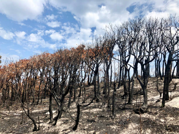 istock Burnt NSW Coastal Forest After the Bushfires 1199103217