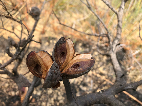 Horizontal closeup of a scorched Banksia tree seedpod opened after bushfires passed through the coastal landscape in NSW, Australia 2019. Soft focus background of branches, scrub, grasses and ash on sand ground surface