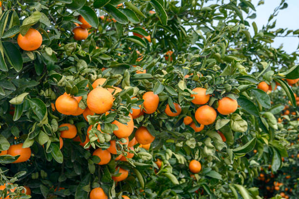 istock Close-up of Mandarin Fruit Ripening 1199104866